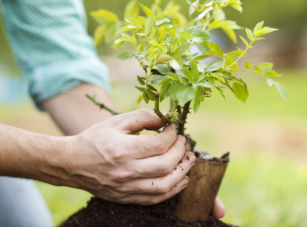 Fruit Tree Planting Time Is Now Reliable Tree Care