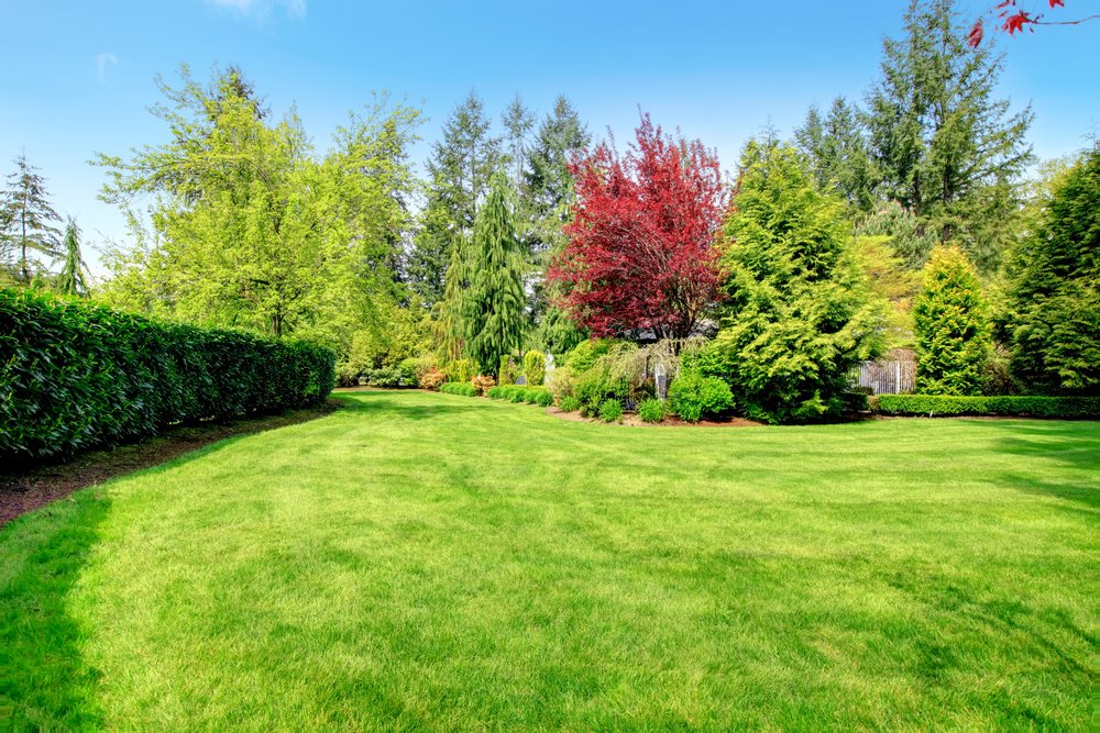 Tree Trimming For Branches Overhanging Your Roof Reliable Tree Care