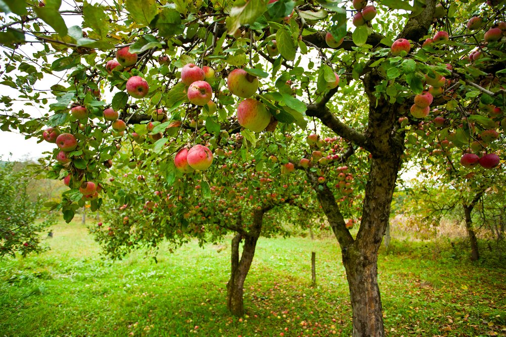 Fruit Tree Care How To Thin Your Fruit Trees Reliable Tree Care