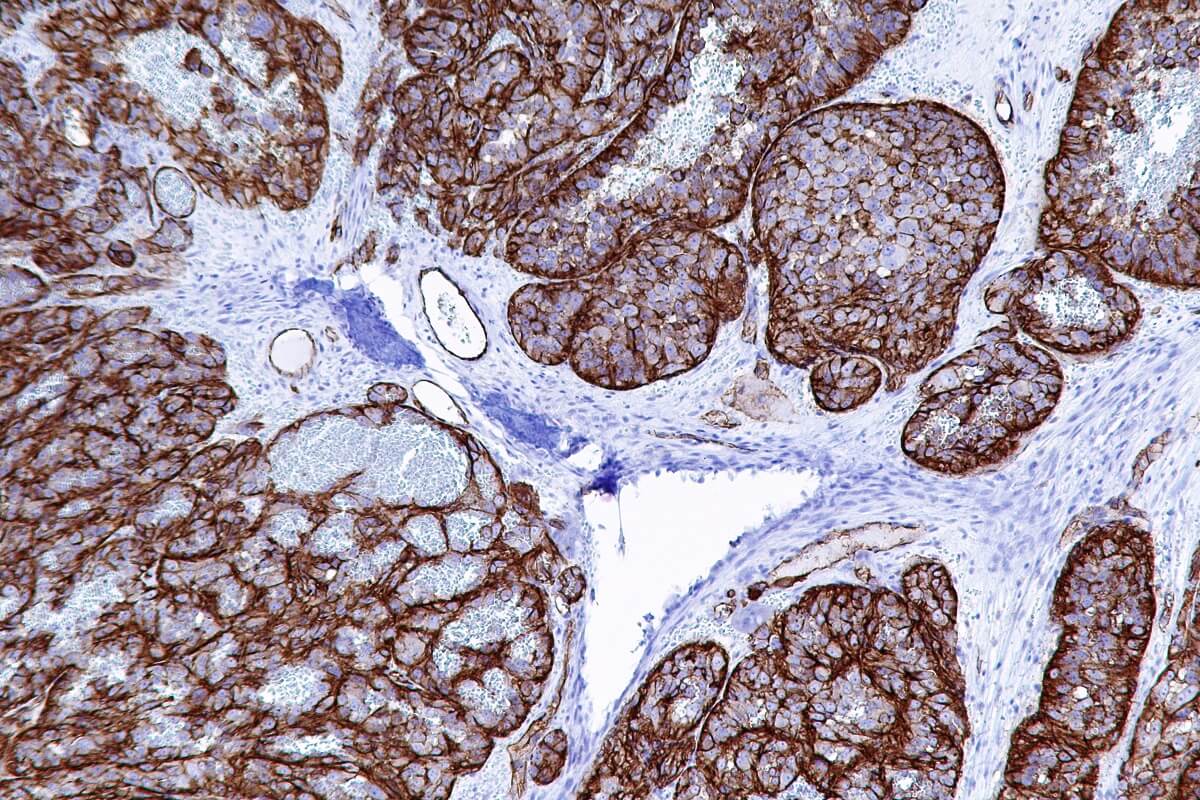 Services Reliance Pathology Partners