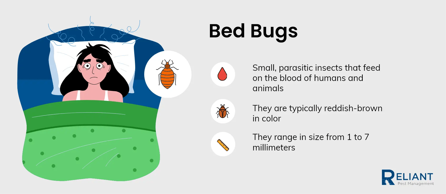 5 Bugs That Are Most Likely To Bite You While You Sleep Reliant Pest Management