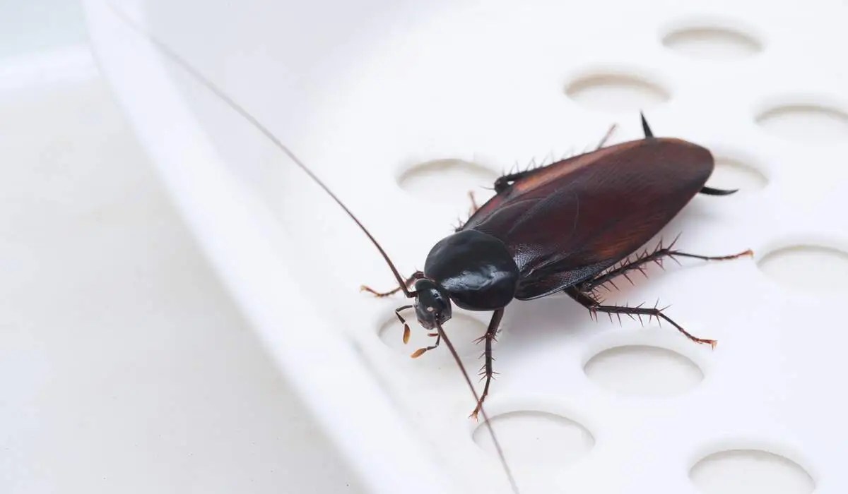 Survival Skills How Cockroaches Thrive Without Food or Water Reliant