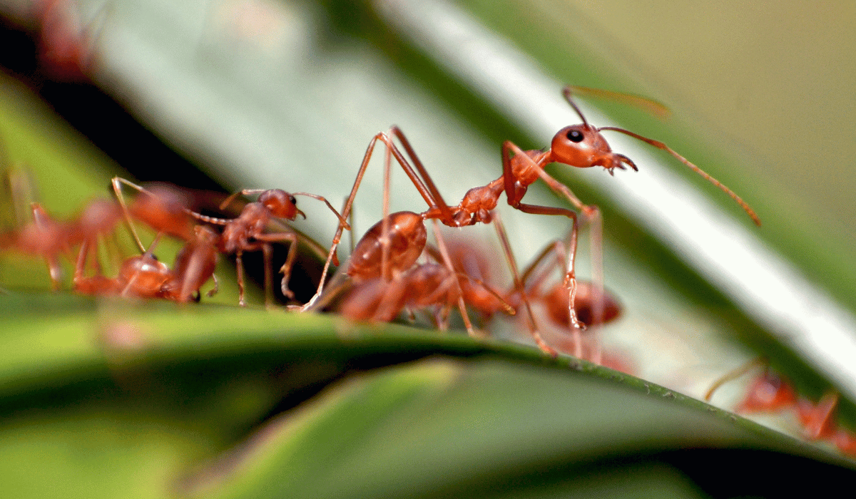 How to Keep Ants Away From Your Yard Reliant Pest Management