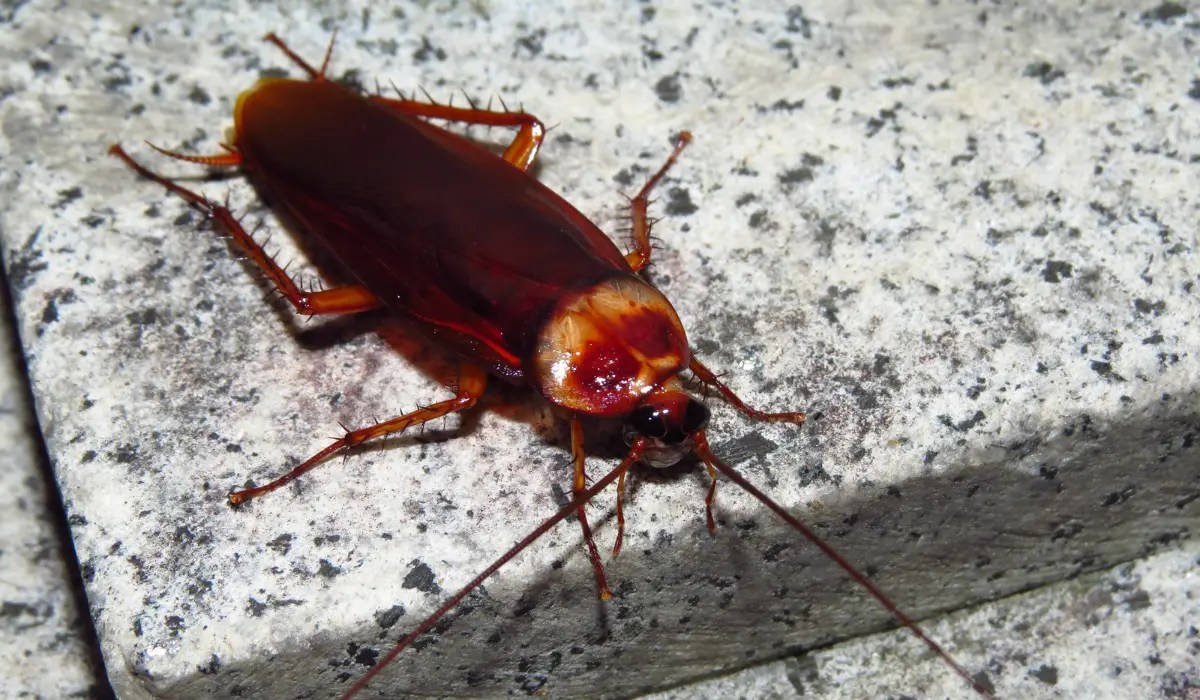 Are Cockroaches Attracted to Light? Reliant Pest Management
