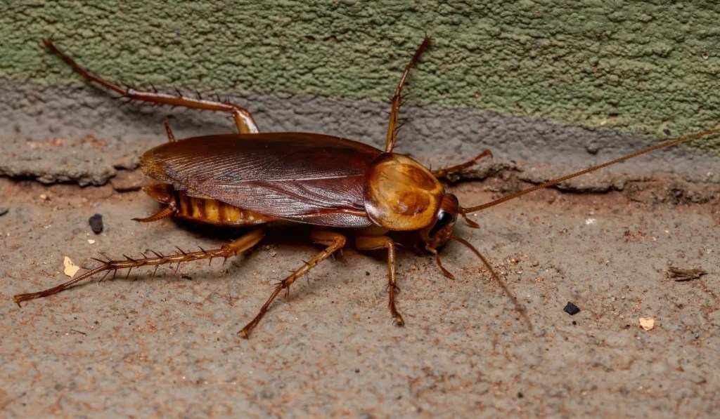 Cockroach ID & Prevention in San Antonio