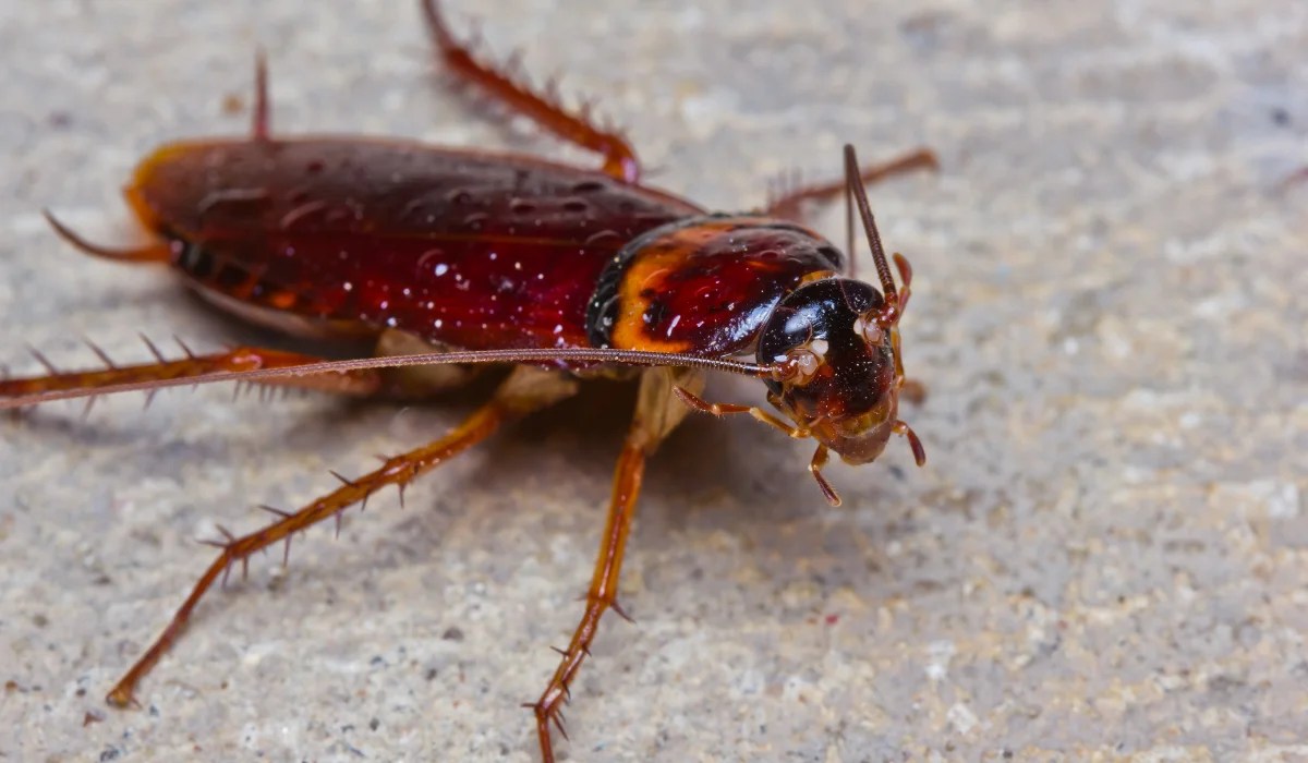 Does Baking Soda Kill Cockroaches? Here’s What to Know Reliant Pest