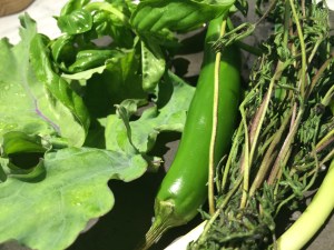 Wide variety of pesto greens, including Serrano chilies.