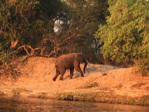 Elephants