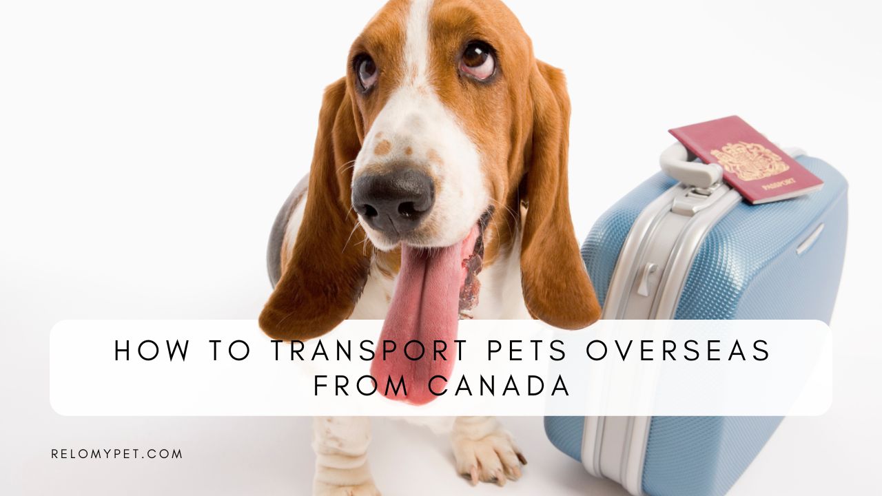 HOW TO TRANSPORT PETS FROM CANADA Relopet International