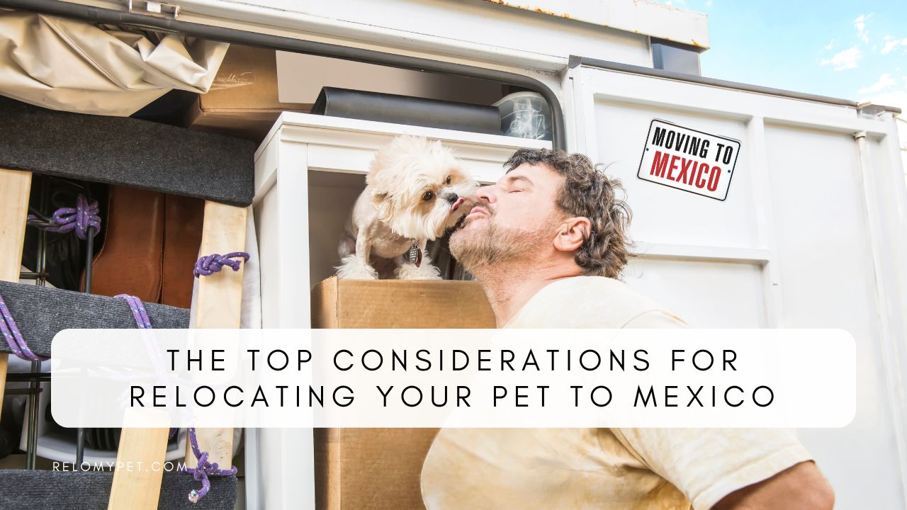 RELOCATING YOUR PET TO MEXICO Relopet International