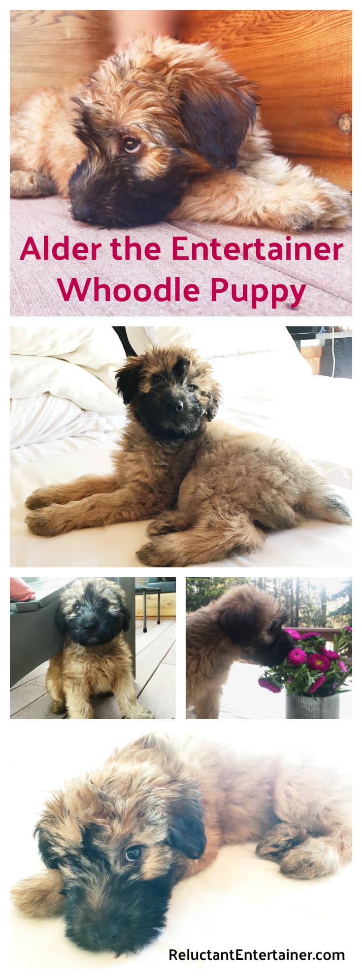 feisty pets entertainer