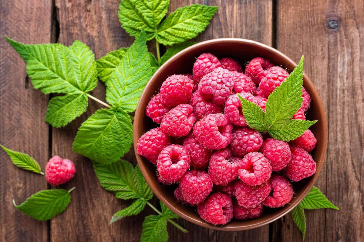 Carb Count in Raspberries Unveiled Reluctant Low Carb Life