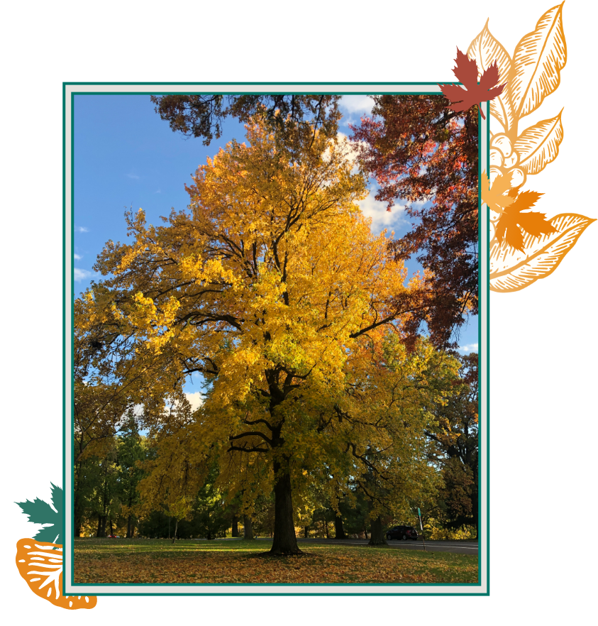 About Remarkable Trees of Pittsburgh