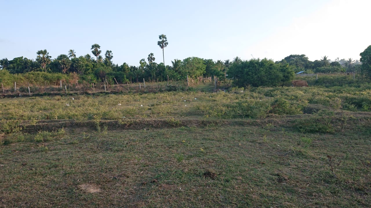 Field land for sale in Point Pedro Re/Max North Realty Jaffna Real