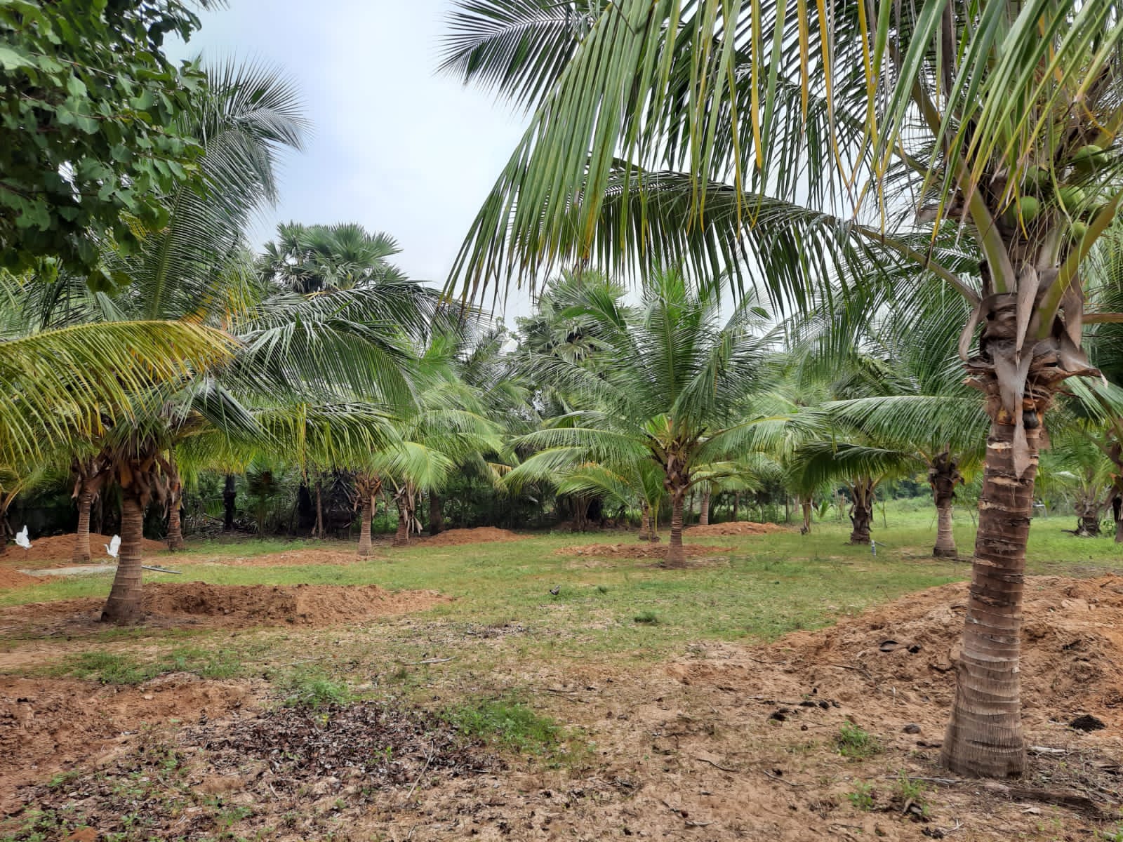 Coconut land for sale in Allarai Kachai road Re/Max North Realty