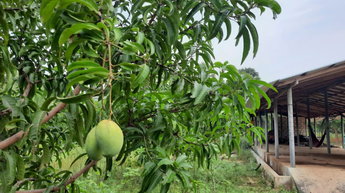 Coconut land for sale in Allarai Kachai road Re/Max North Realty