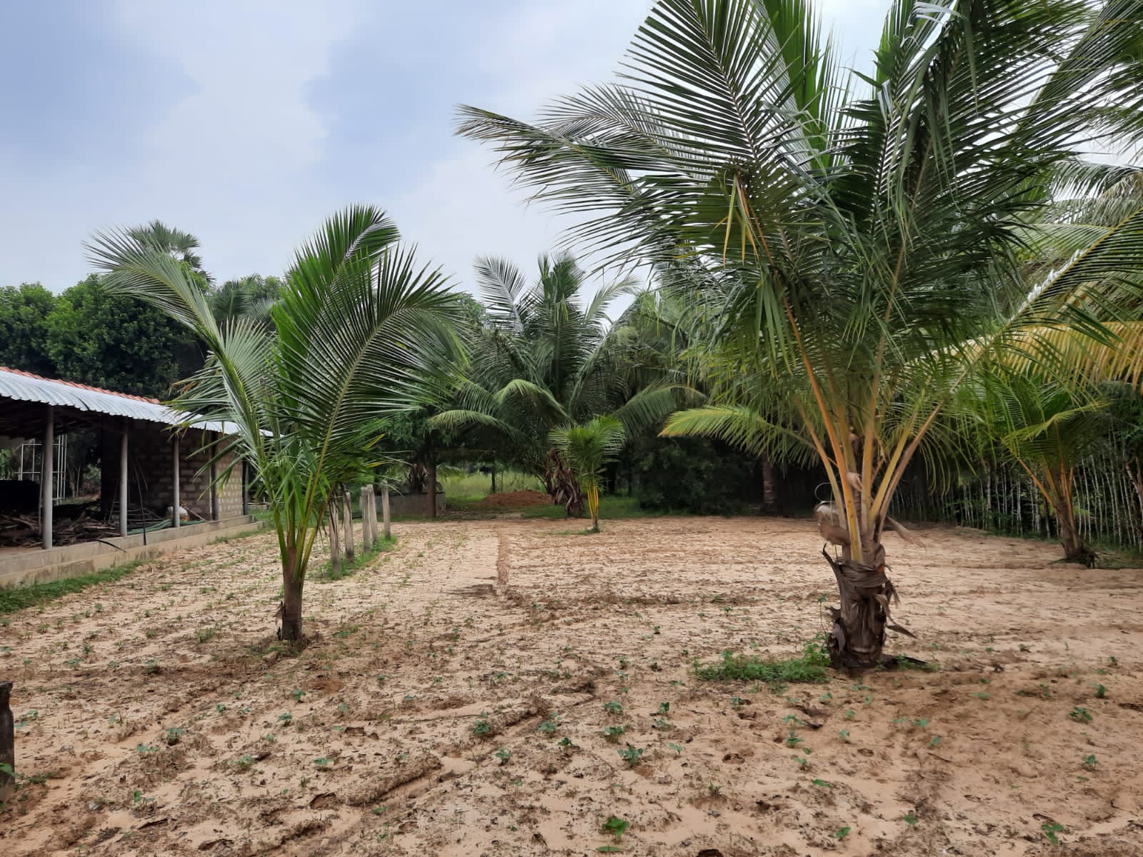 Coconut land for sale in Allarai Kachai road Re/Max North Realty