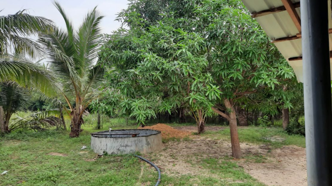 Coconut land for sale in Allarai Kachai road Re/Max North Realty