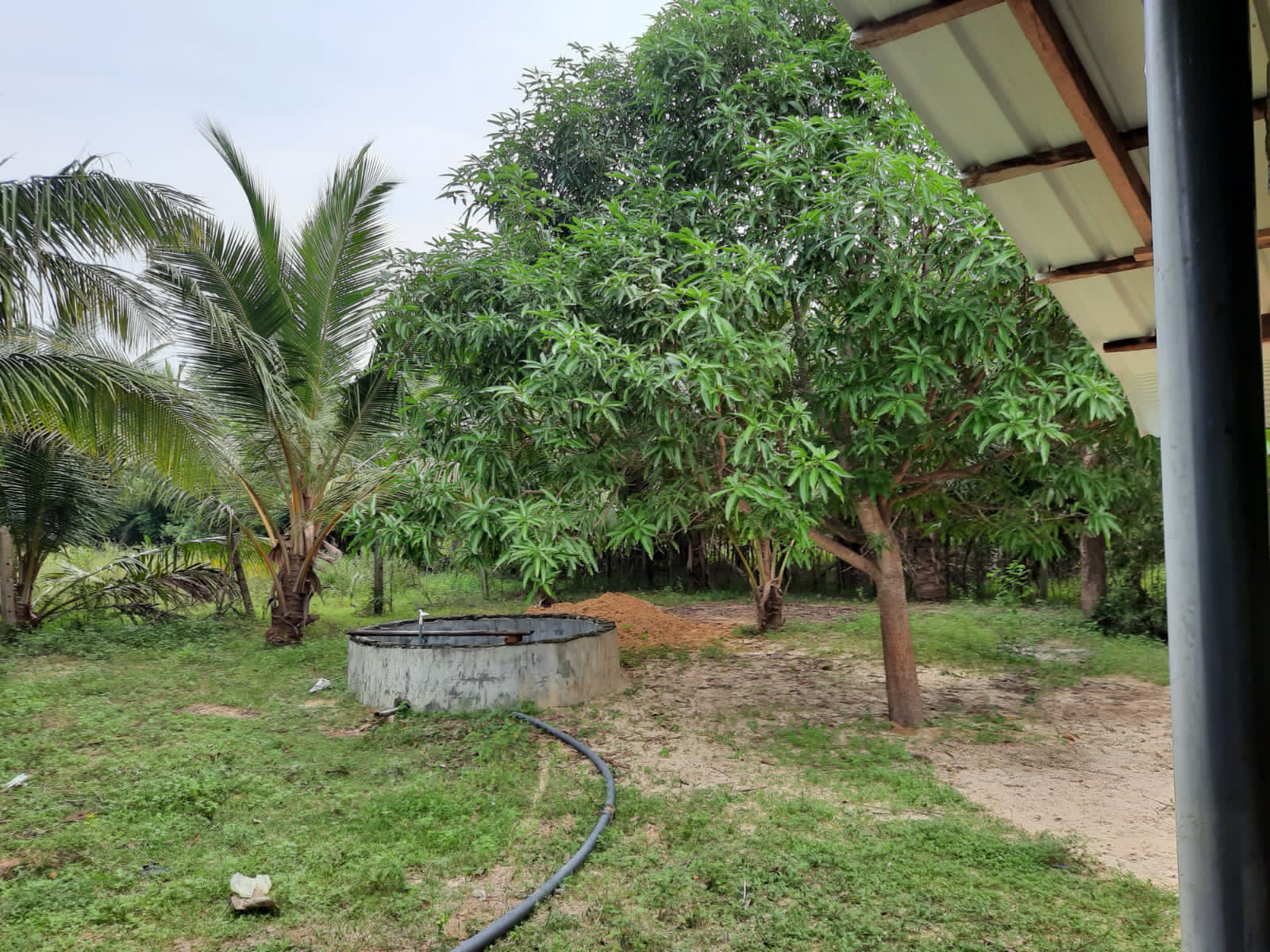Coconut land for sale in Allarai Kachai road Re/Max North Realty