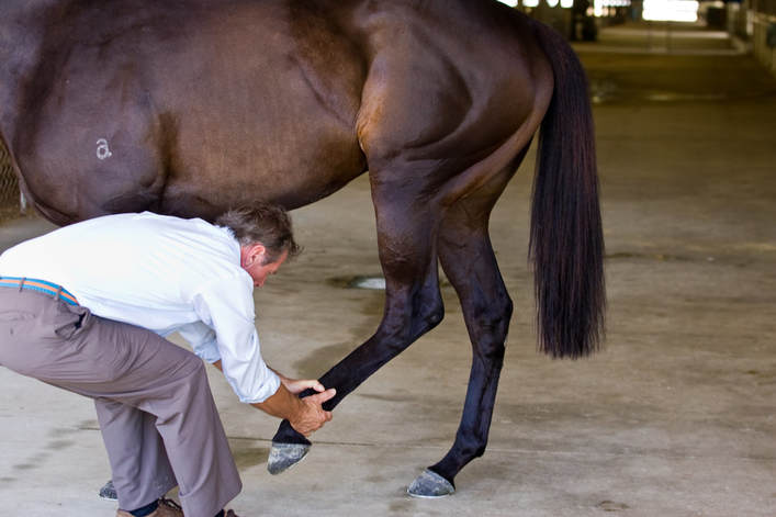 Stretches For Horses Raymond E Bové