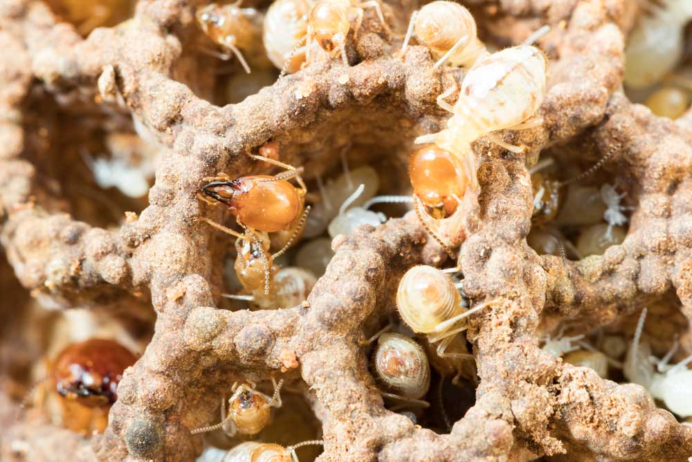 Termite Treatments Jacksonville, FL Remedy Pest Solutions, LLC