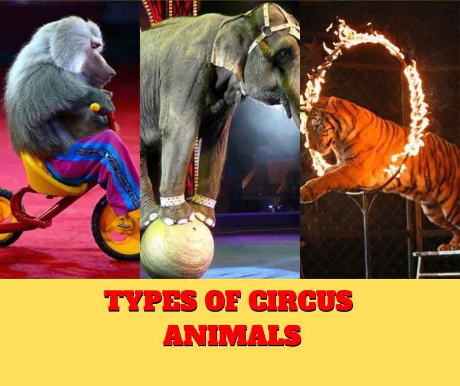 Types of circus animals Remember Animals
