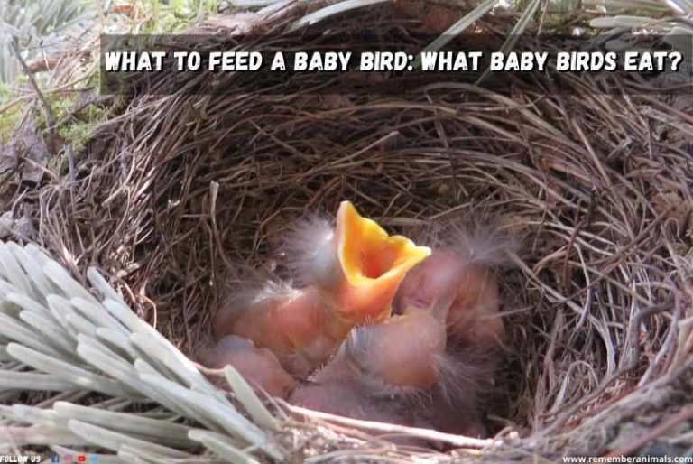 What to Feed A Baby Bird What Baby Birds Eat? Remember Animals