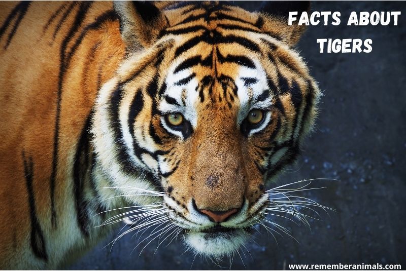 Interesting Facts About Tigers Remember Animals