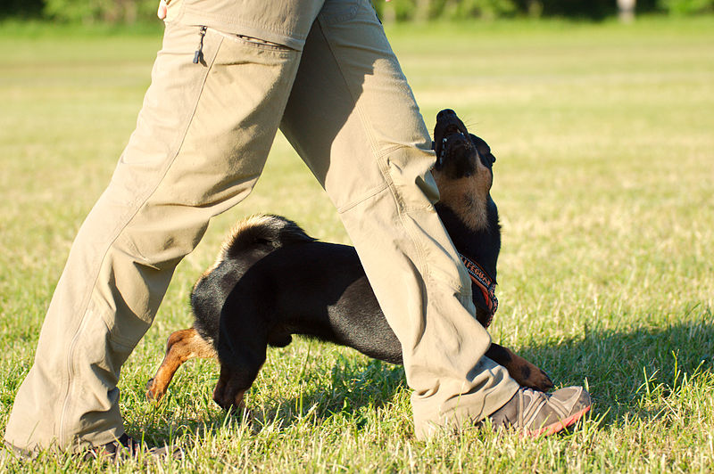 Guide Pratique De L A C Levage Canin