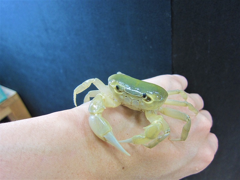 黄金サワガニ！ 名古屋のペットショップ【リミックス・ペポニ】