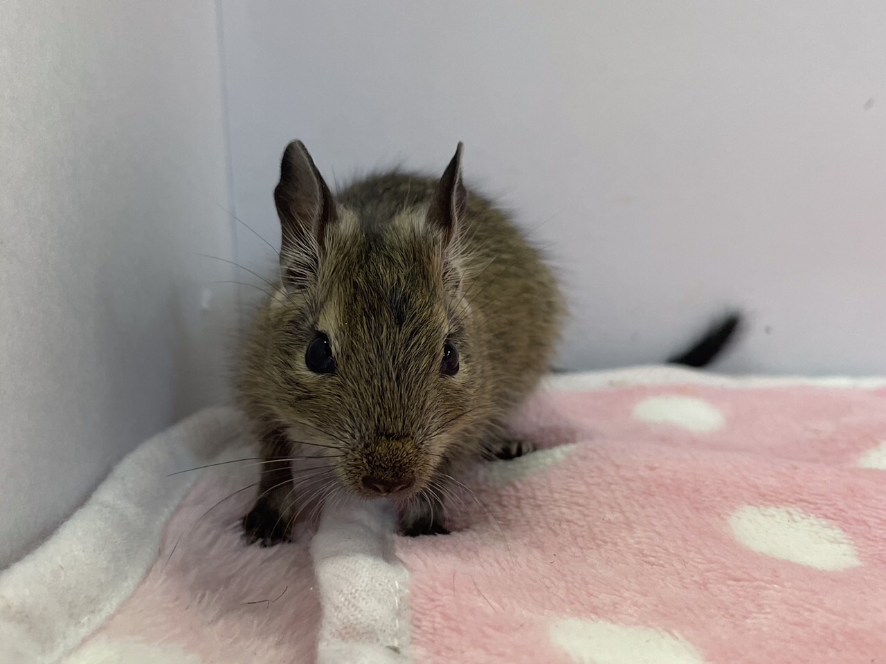 【インター小動物】かわいいデグデグ〜🎵 名古屋のペットショップ【リミックス・ペポニ】