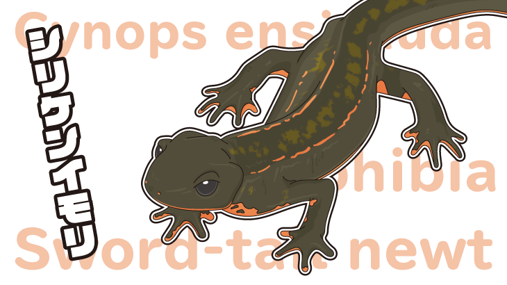 おなか側と背中側から見たアカハライモリシルエットのイラスト素材 [16628229] - Pixta 沖縄でイモリと言ったらこいつ！シリケンイモリも可愛いぞ！ | Re: ミックスジュース