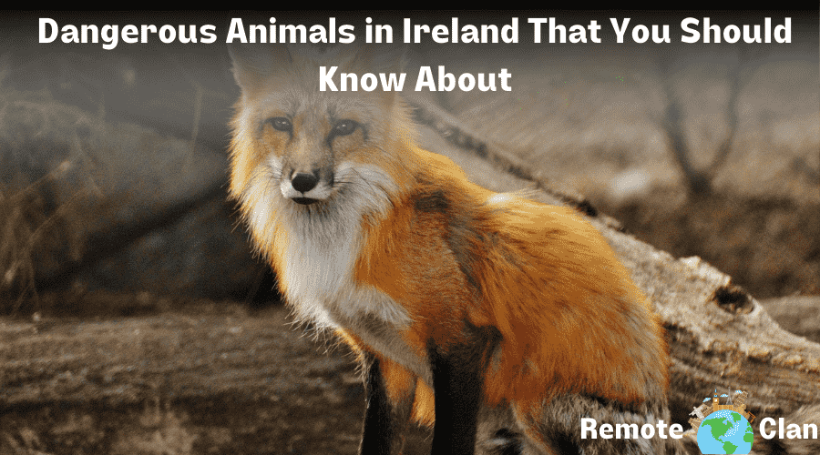Dangerous Animals in Ireland That You Should Know About