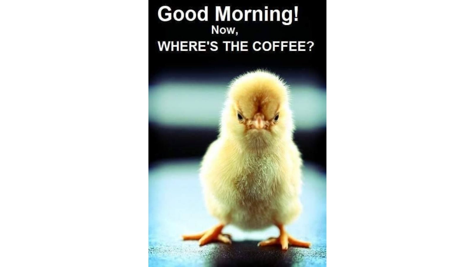 45 Funny Coffee Memes all humor and coffee lovers can not miss (2023)