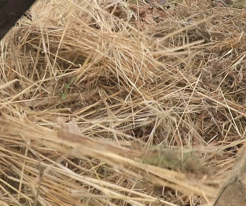 Compost ingredients Lifeworks Global Remote training