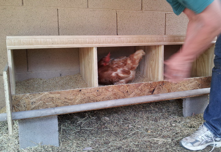 How To Build a Chicken Nesting Box