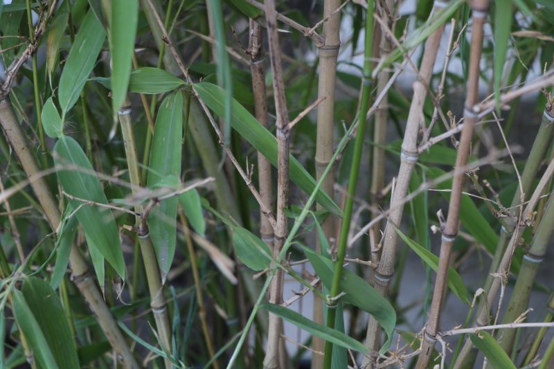 Get Bamboo Root Removal Schedule Service Today