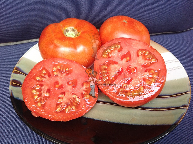 Silver Fir Tree Dwarf Tomato Renaissance Farms Heirloom Tomato Seeds