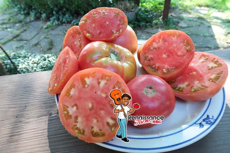 Blue Ridge Mountain Tomato Seeds For Sale At Renaissance Farms
