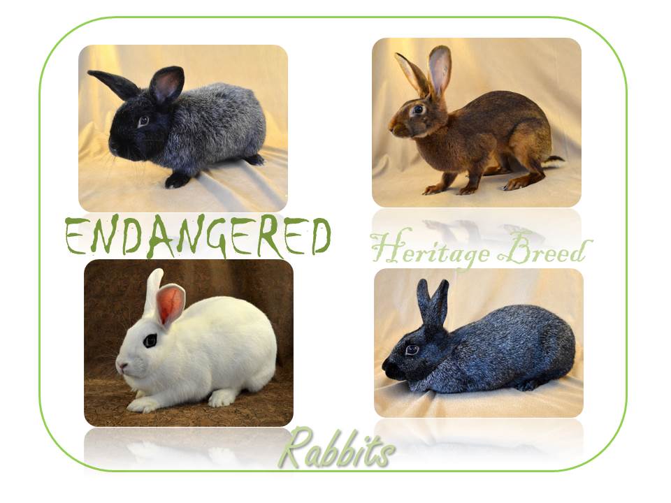 Heritage Livestock Rabbits Renaissance Farmstead