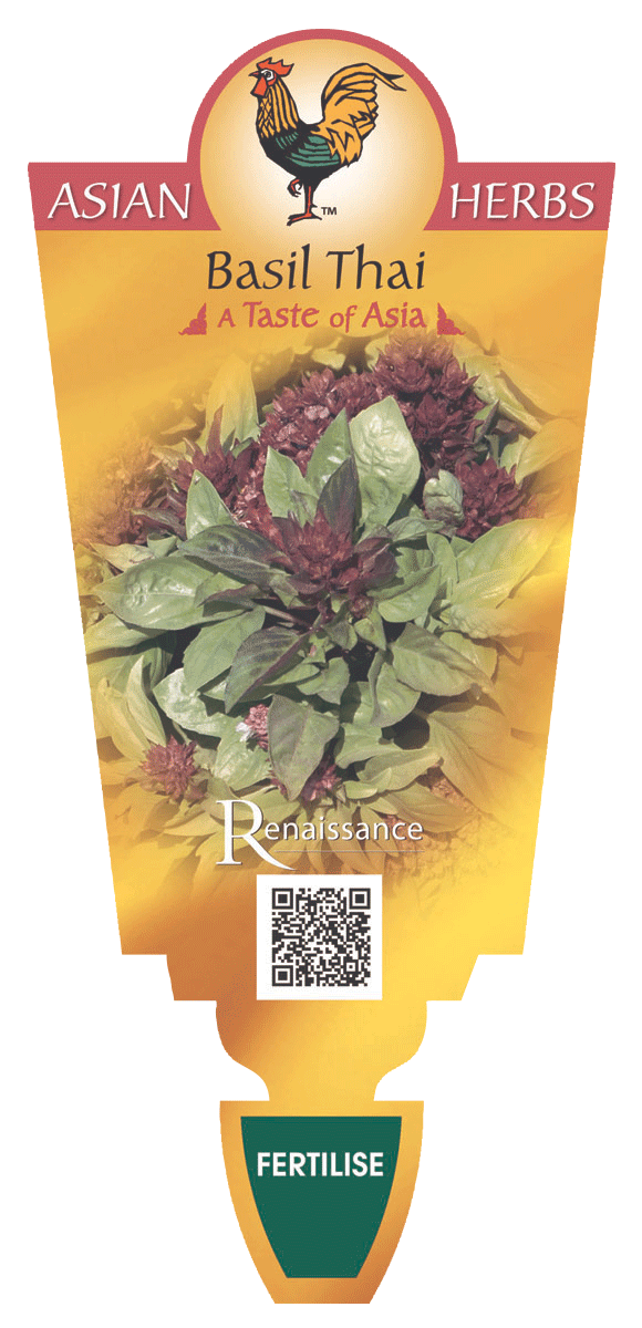 Basil Thai Renaissance Herbs