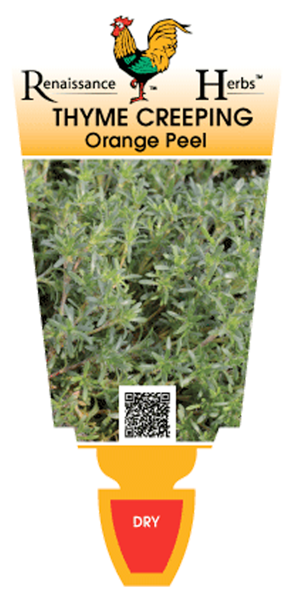 Thyme Creeping Orange Peel Renaissance Herbs