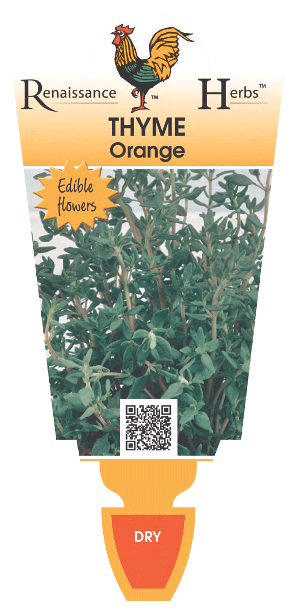 Thyme Orange Renaissance Herbs