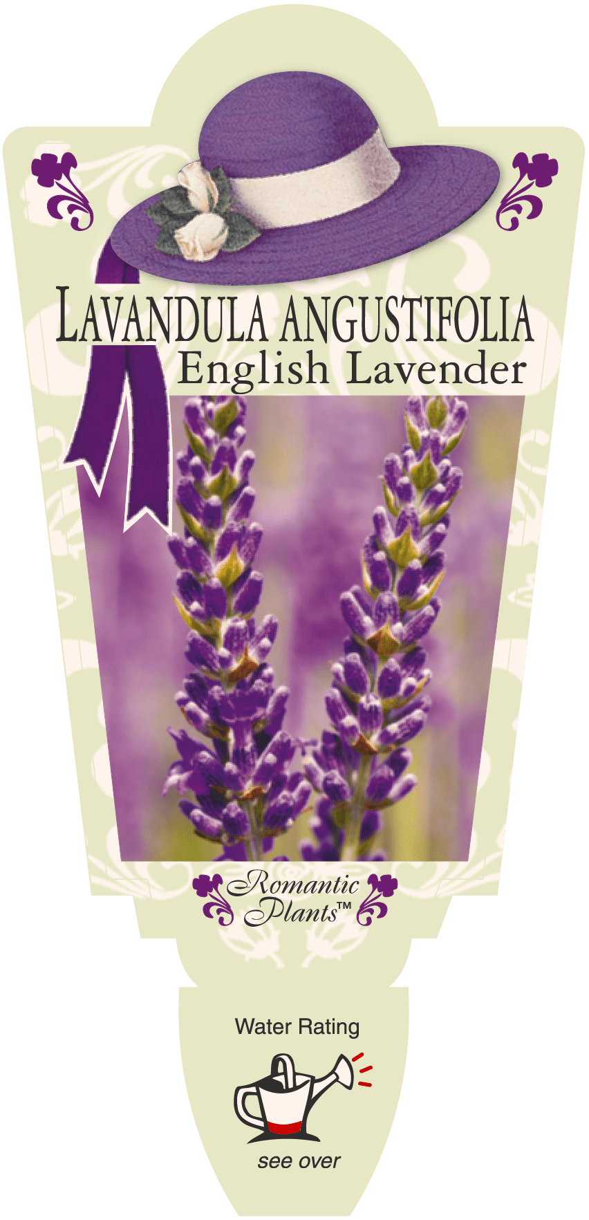 Lavandula Angustifolia English Lavender Renaissance Herbs