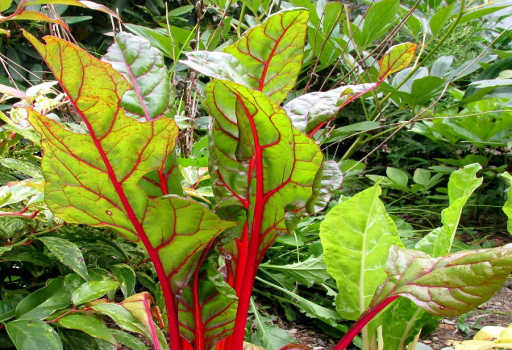 Health Benefits of Chard Properties & Uses