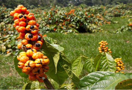 Health Benefits of Guarana Seeds Properties & Uses