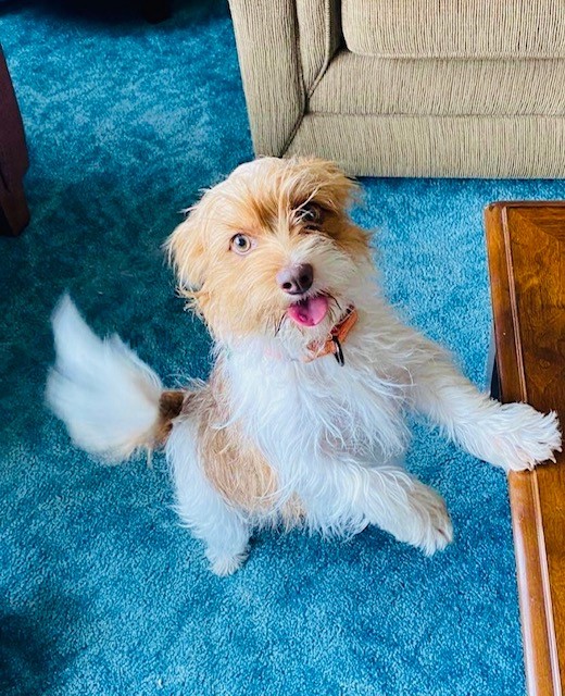 Olive Renee's Rescues