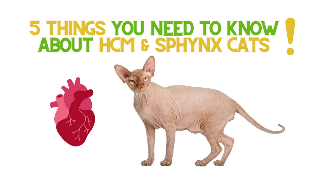 5 Things You Need to Know About HCM and Sphynx Cats! ReNewedPet