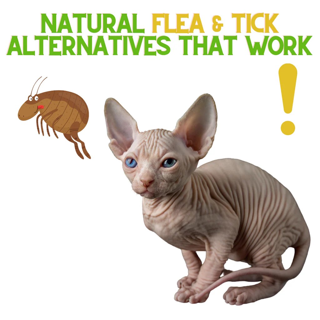 Are There Natural Tick and Flea Alternatives? ReNewedPet