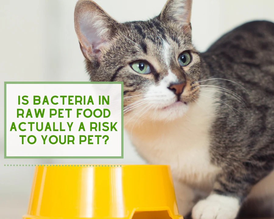 Is Raw Meat Dangerous for Pets? ReNewedPet